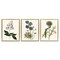 Stupell Industries Vintage Botanical Flowers on Beige Framed Floater Canvas Wall Art